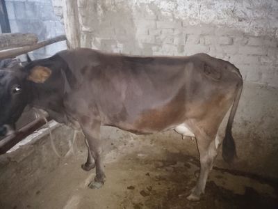 Mol sotiladi narxi 28 million