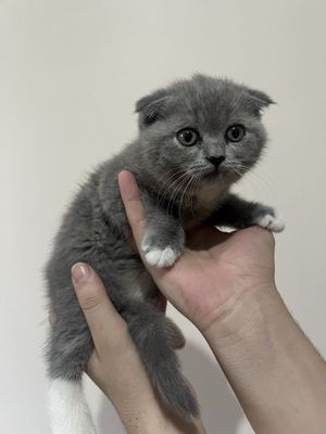 кошка скотиш фолд