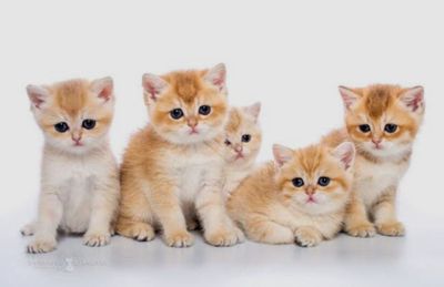 Элитные котята ,золотая шиншила