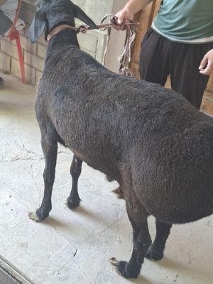 Qoʻy sotiladi Uyda boqilgan 50 kg goʻsht qiladi