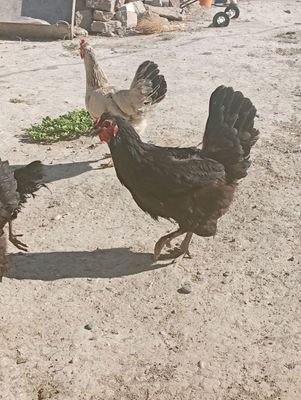 sotiladi Navoiy Qizil Teppa