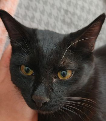 кот в добрые руки