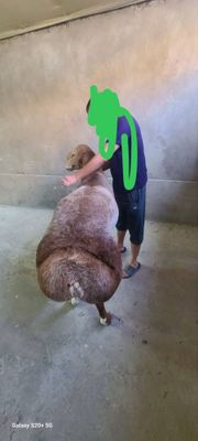 Arashan qochqor sotiladi Qirgizistondan kegan toz qon