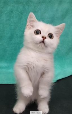 Продаётся элитный котёнок манчикин