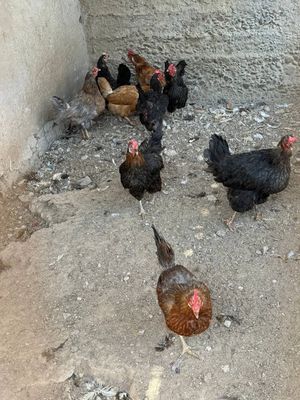 Продается курицы