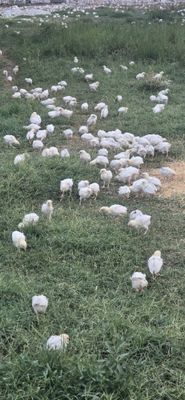 Жужа 1 ойлик хуроз
