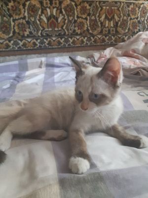 Котята брат и сестра