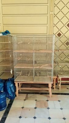 Papugay kataklari sotiladi