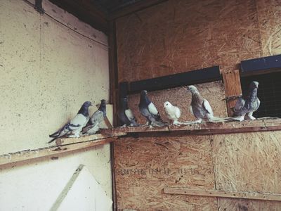 Продаются голуби