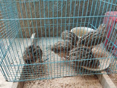 Bedana sotiladi oladiganlar aloqaga chiqing iltimos