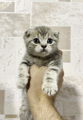 Котики Скотиш Фолд и Страйт