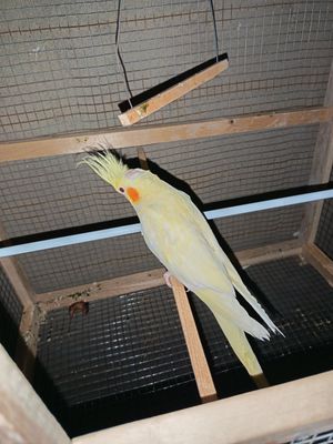 karella para