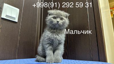 Скотишт фолд и скоттиш страйт