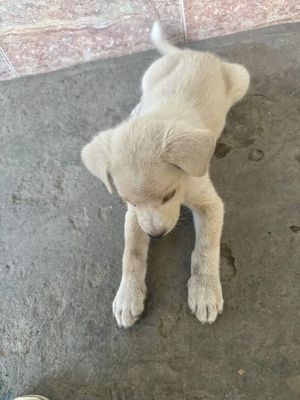 Labrador sotildi