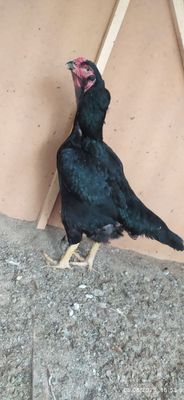 Makiyon sotiladi xamma joyi zoʻr tozza sogʻlom
