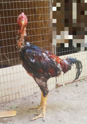 Дакан хуроз сотилади