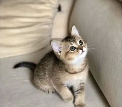 Продаётся шотландский котёнок Скотиш Страйт.