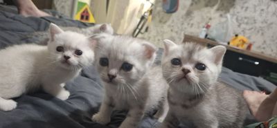 Продаются котята страйты.