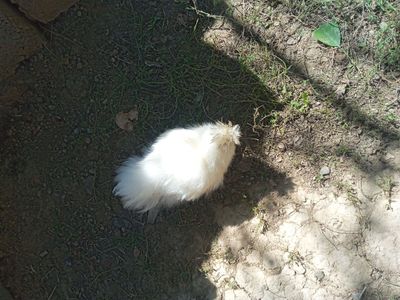 Xitoy tovuqgi sholk 7 oy parasi bilan