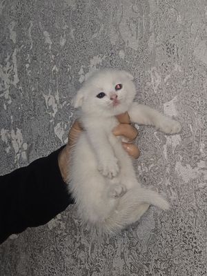 Домашний котёнок Цвет белый порода скоттиш страйт