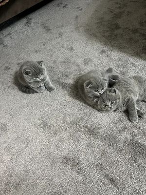Продаються котята