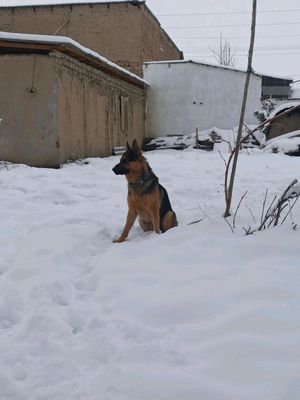 собака немецкая  овчарка