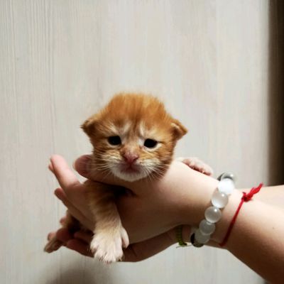 Породистые котята полидакты