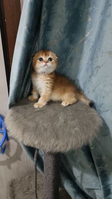 Продаётся чистокровный шотландский котёнок скоттиш-фолд