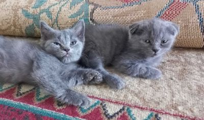 Котята продаются быстро и дёшево