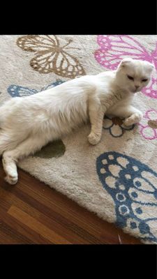 Кошка белая, девочка
