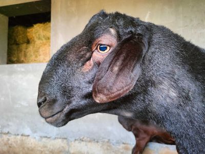 Крупный племенной Гиссарский баран / Зотли Гиссор кучкори сотилади