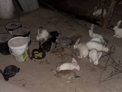 Продаются кролики