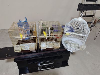 Канарека Клеткаси Билан бирга