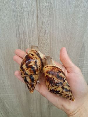 Ретукуляталар 8 ст