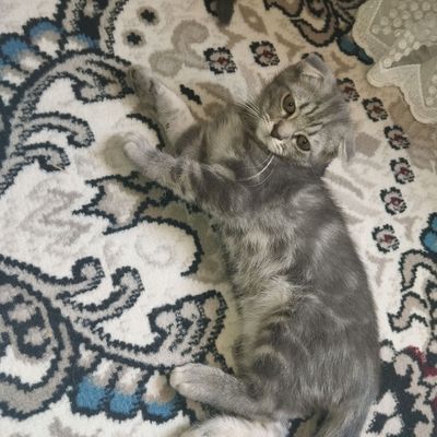Zoti: Scottish Fold, aqlli lotok biladi