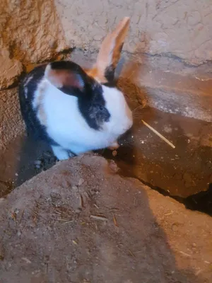 Кота ургочи куенла