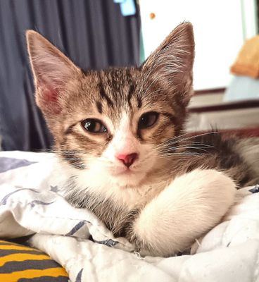 Котенок (мальчик)
