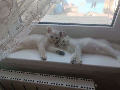 Продаются котята шиншиллы