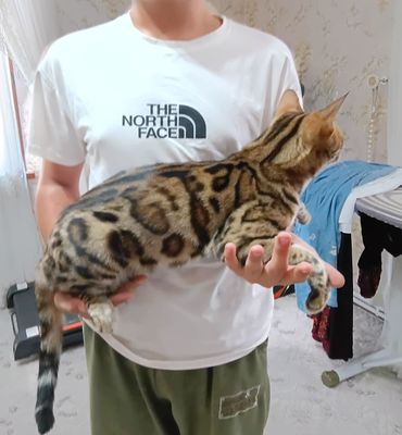 Бенгальская кошка