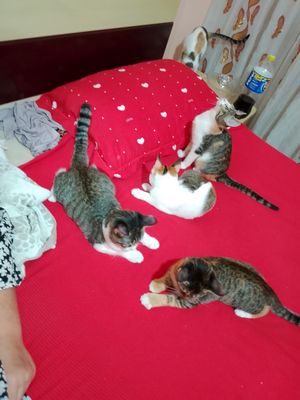 Отдам кошечек