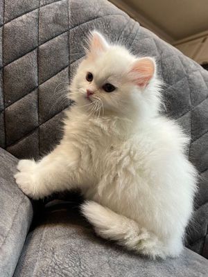 turetiski angora