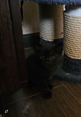 Продаются котята