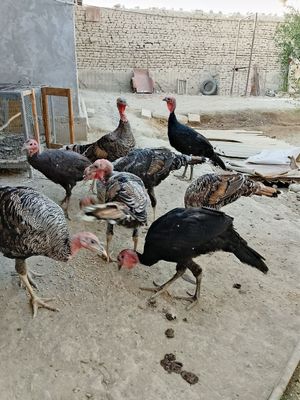 Ğuli sotilqdi 4 tasi