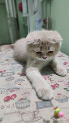 Котёнок скотиш фолд.