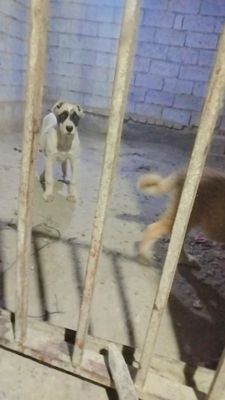 Urĝochi alabaychalar sotiladi ikki oylikdan utdi