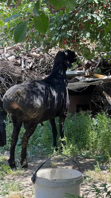 Qurbonlikka toza qòy sotiladi