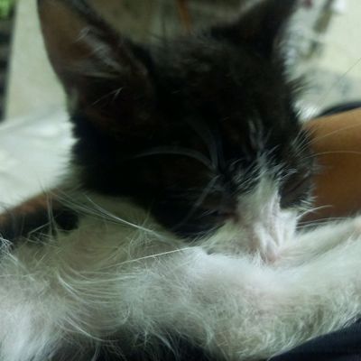 mushuk
