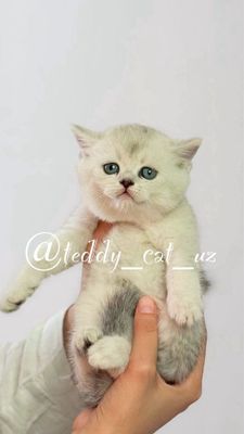 Серебристая шиншилла медвежаты чистокровные