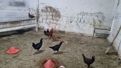 Tovuqla sotiladi tuxum qilyabti soglom