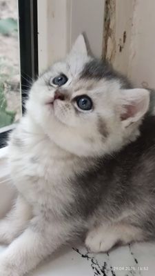 Шотландский скотиш страйт
